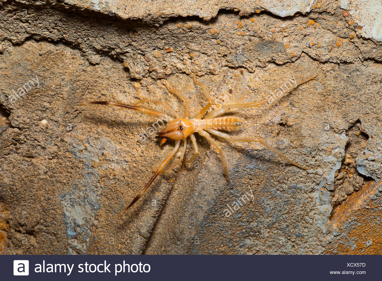 Camel Spider Solifuge Desert Nationalpark Rajasthan Indien Stockfotografie Alamy