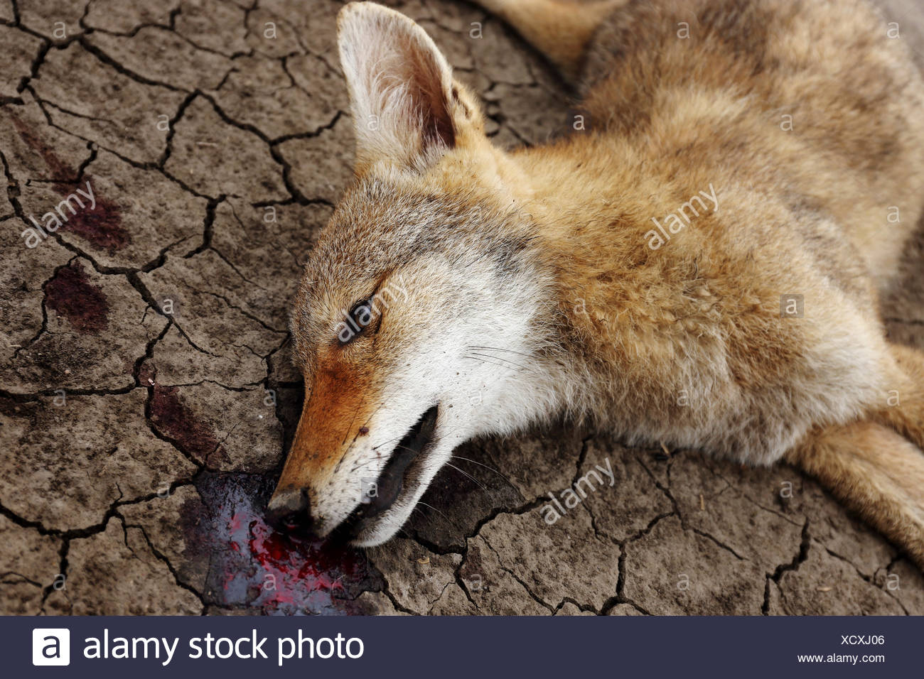 Toter Kojote Canis Latrans Stockfotos Und Bilder Kaufen Alamy