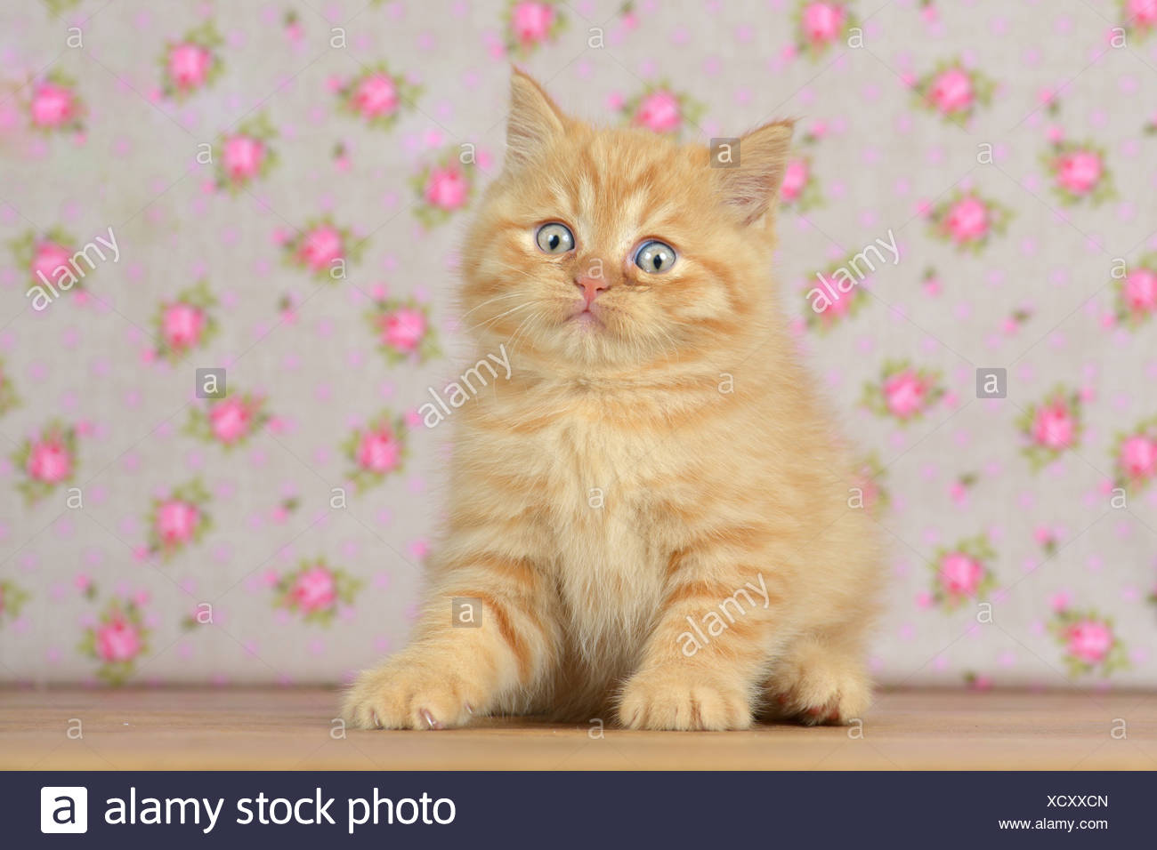 Hauskatze Gemischt Rasse Katze Britisch Kurzhaar Und