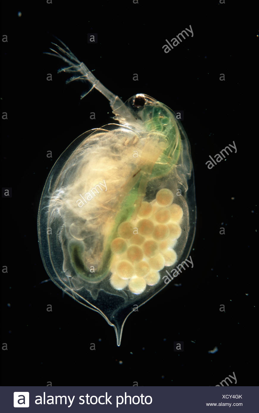 Daphnia Species Stockfotos Und Bilder Kaufen Alamy