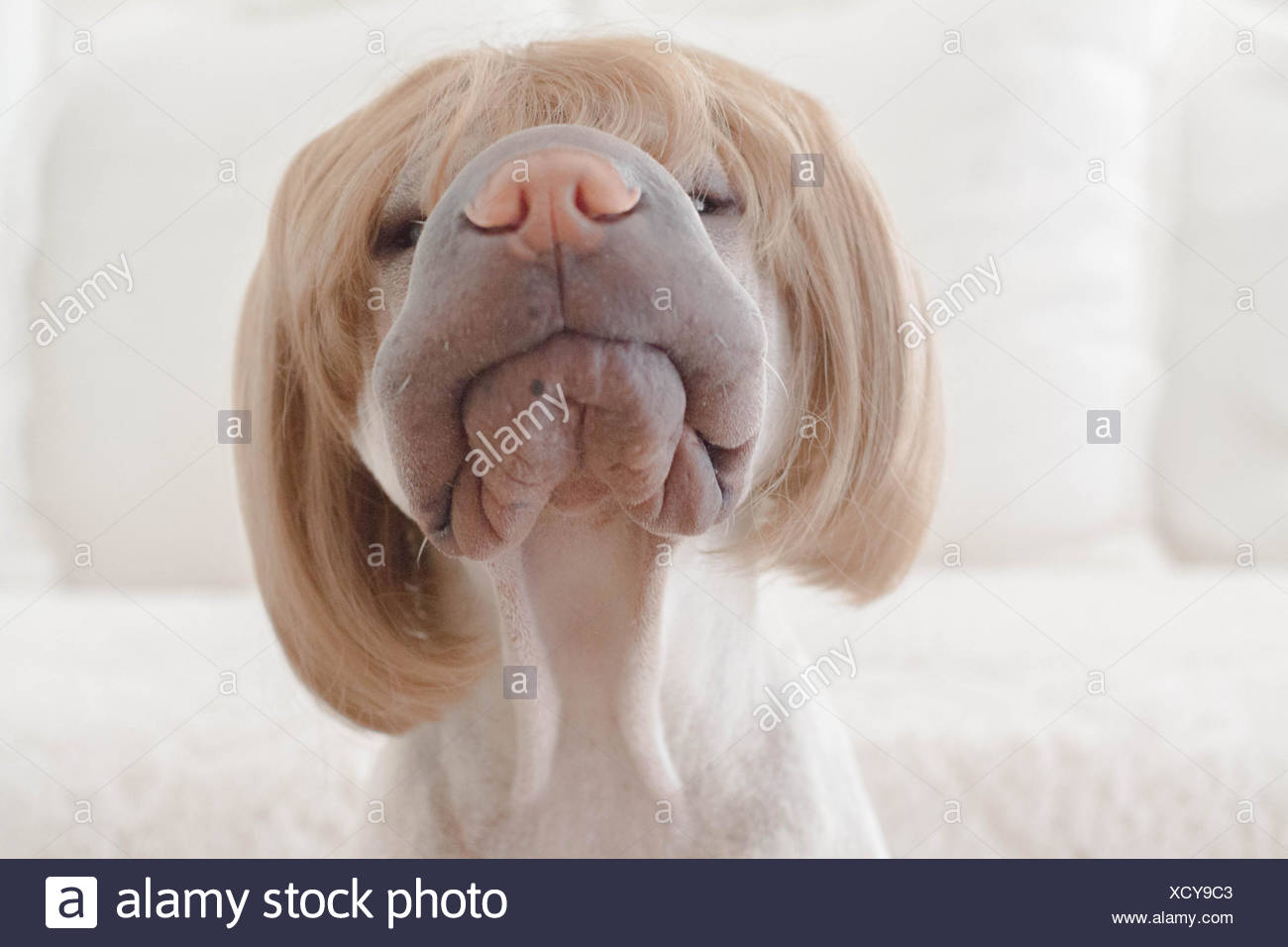 shar pei hund tragt eine kurze haare