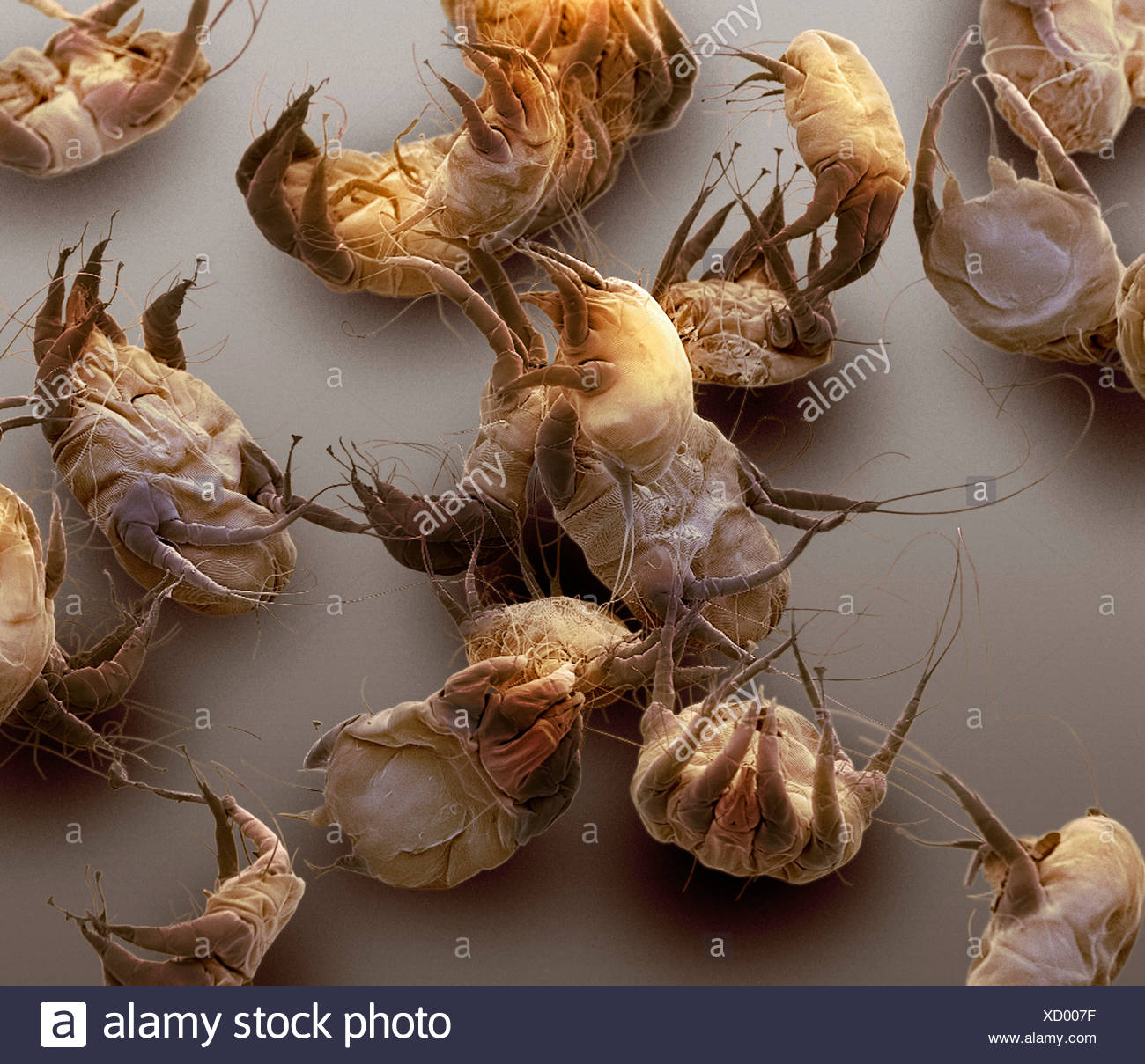 Sarcoptes Stockfotos &amp; Sarcoptes Bilder Alamy