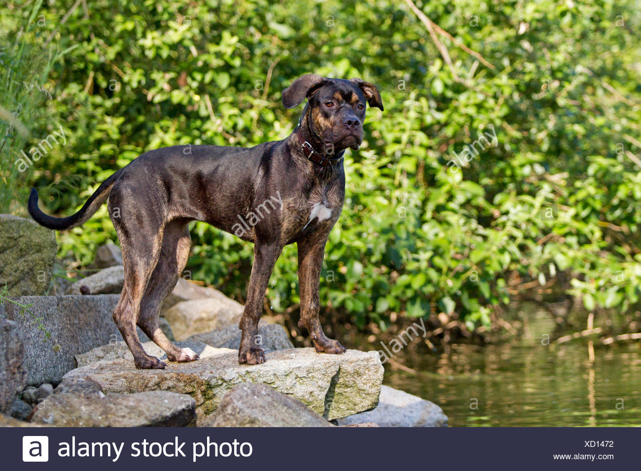 Alaunt Bulldog Erwachsenen Hund Stehende Felsen River Bank Deutschland Stockfotografie Alamy