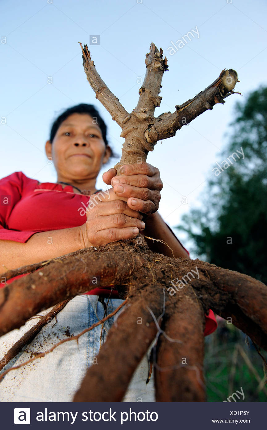 Paraguay Caaguazu Woman Mbya Guarani People Stockfotos Und Bilder Kaufen Alamy