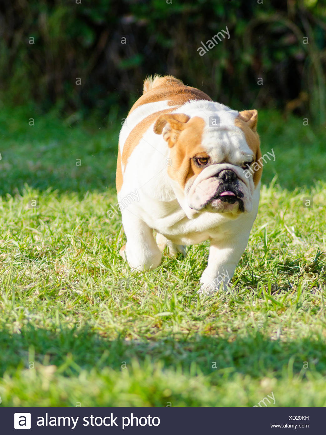 Muskulöser Schwerer Hund Stockfotos und bilder Kaufen Alamy