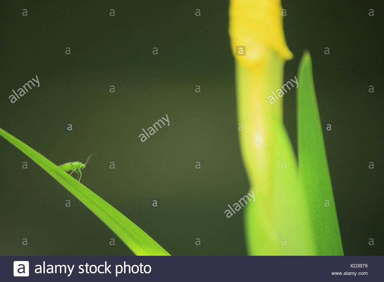 Download Ein kleinstlebewesen For iPhone Free