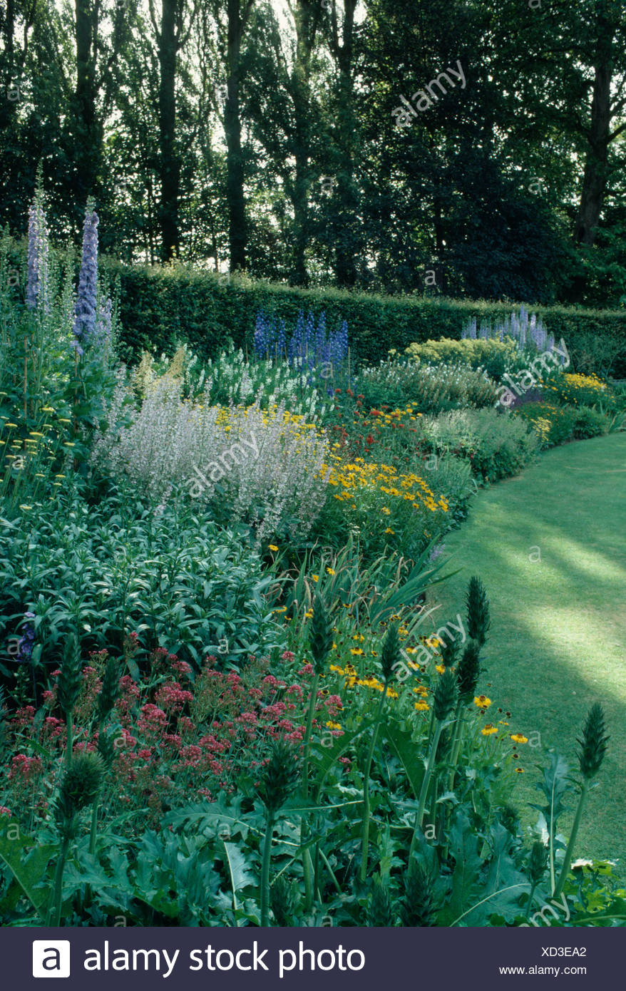 Akanthus Und Blauen Rittersporn Mit Gelb Blau Bluhenden Stauden Im