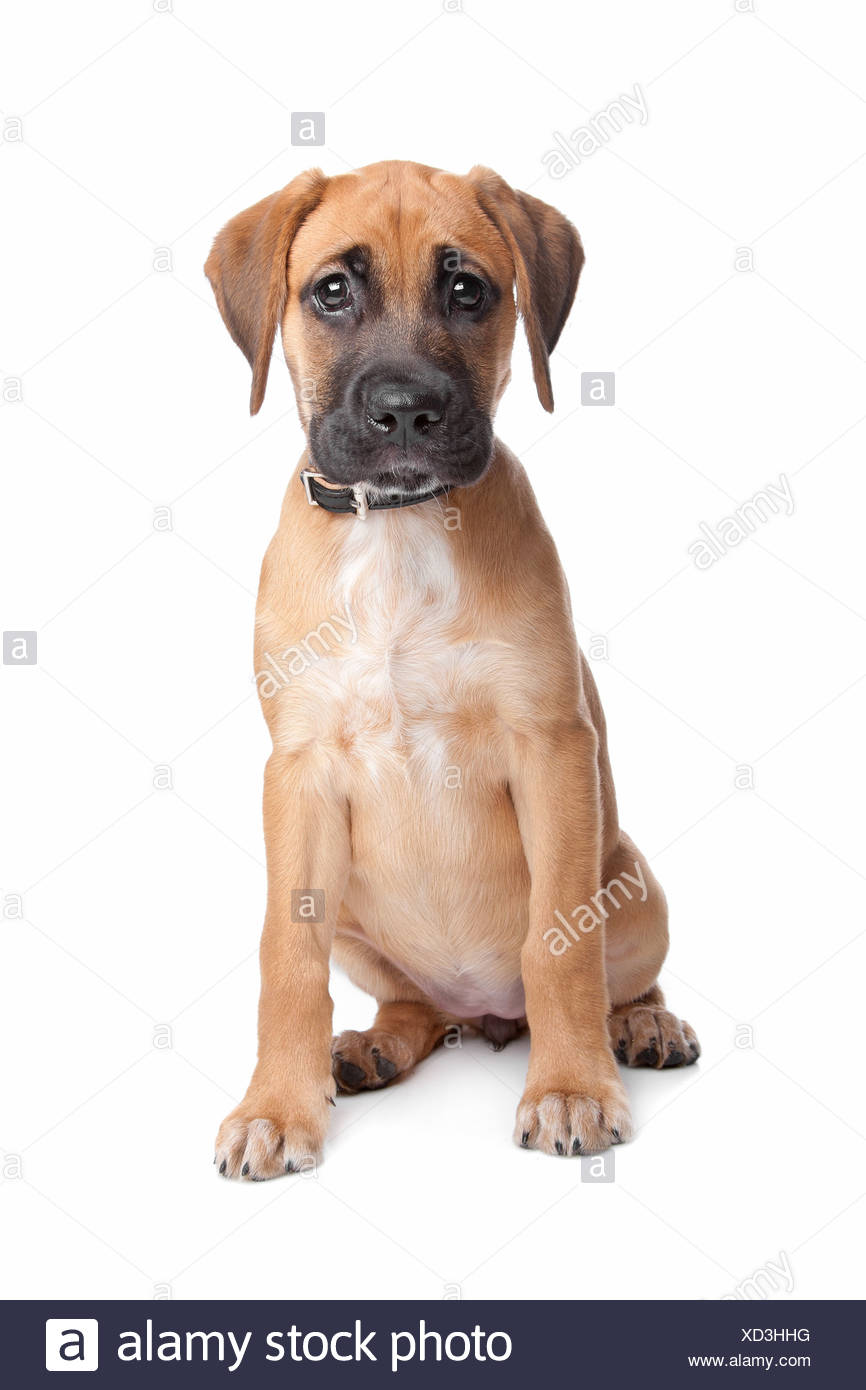 Boxer Mix Stockfotos Und Bilder Kaufen Alamy