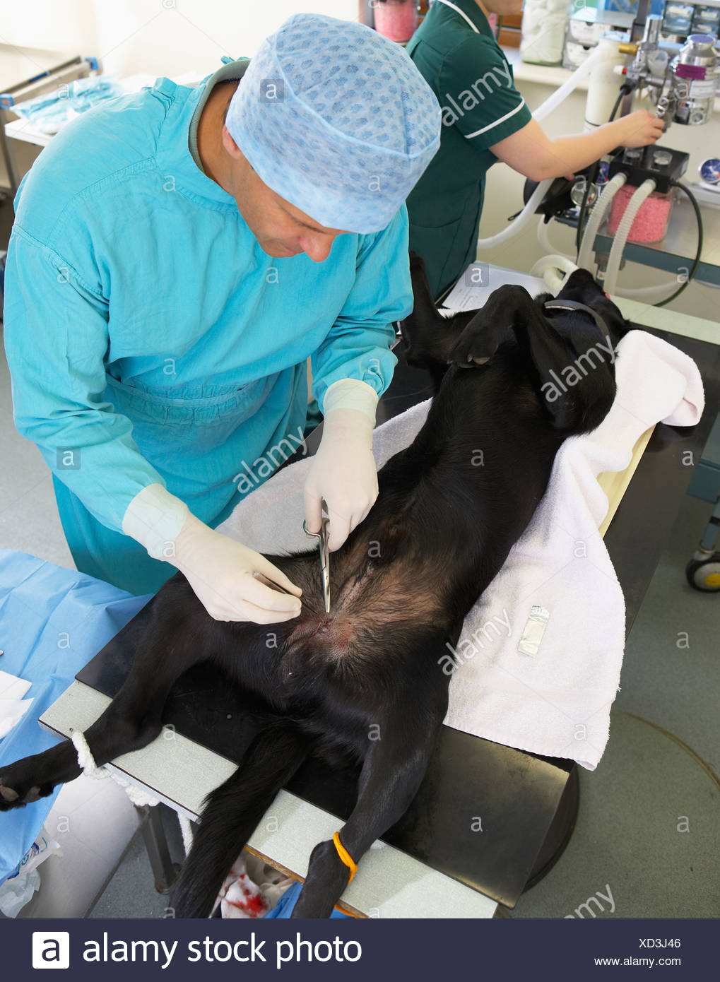 Kastration Mann Stockfotos und bilder Kaufen Alamy