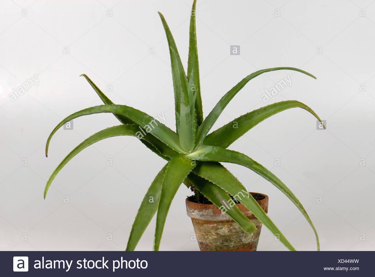 Aloe Vera Topfpflanze Mit Fleischigen Saftigen Blatter Stockfotografie Alamy