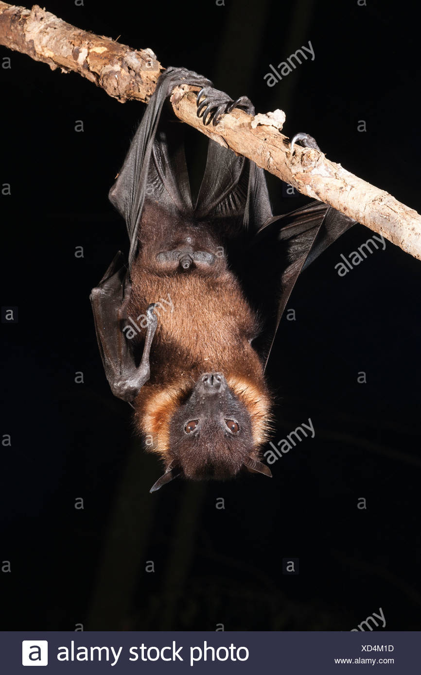 Riesiger Fruchtfledermaus Stockfotos Und Bilder Kaufen Alamy