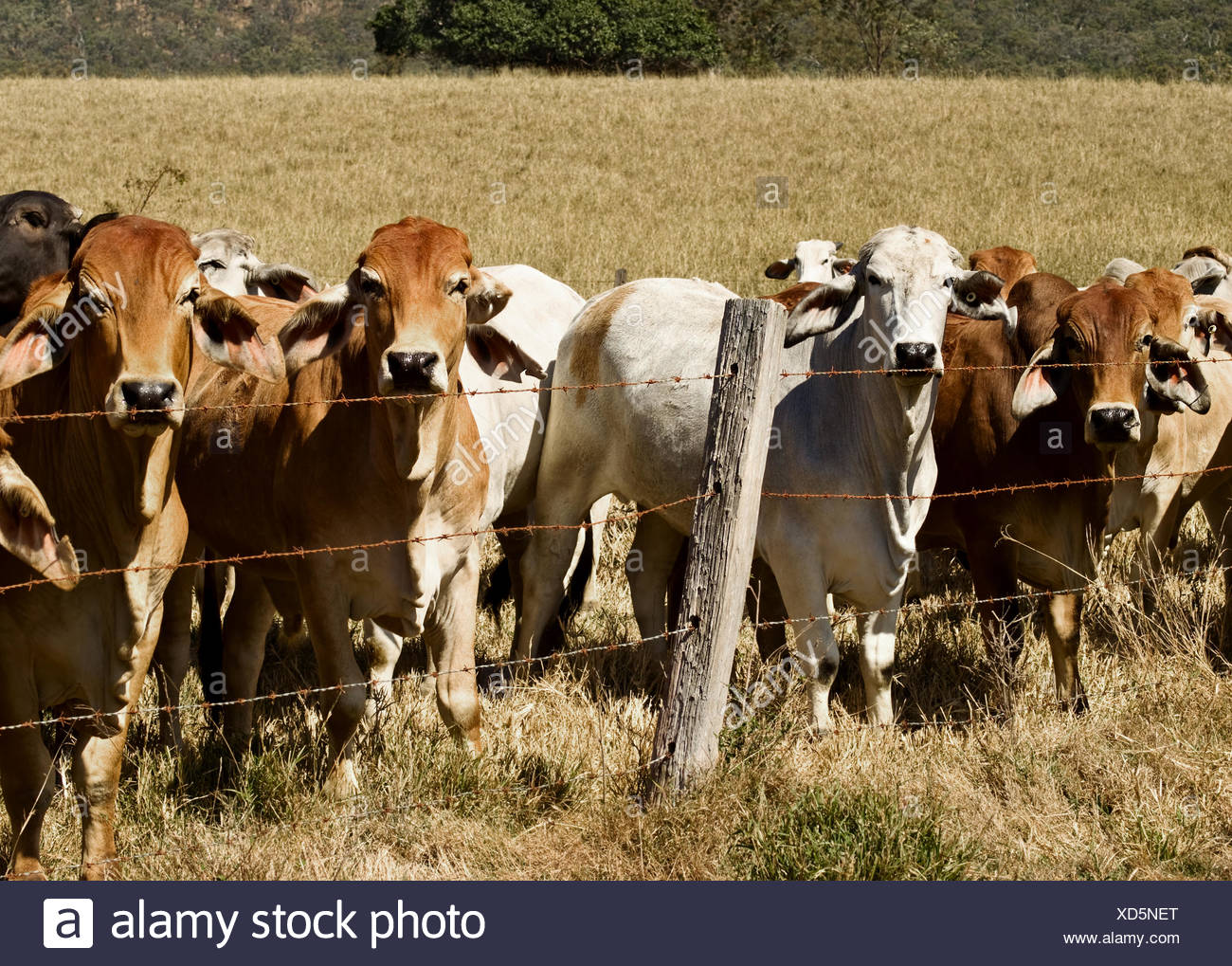 Australische Ranch Stockfotos und -bilder Kaufen - Alamy