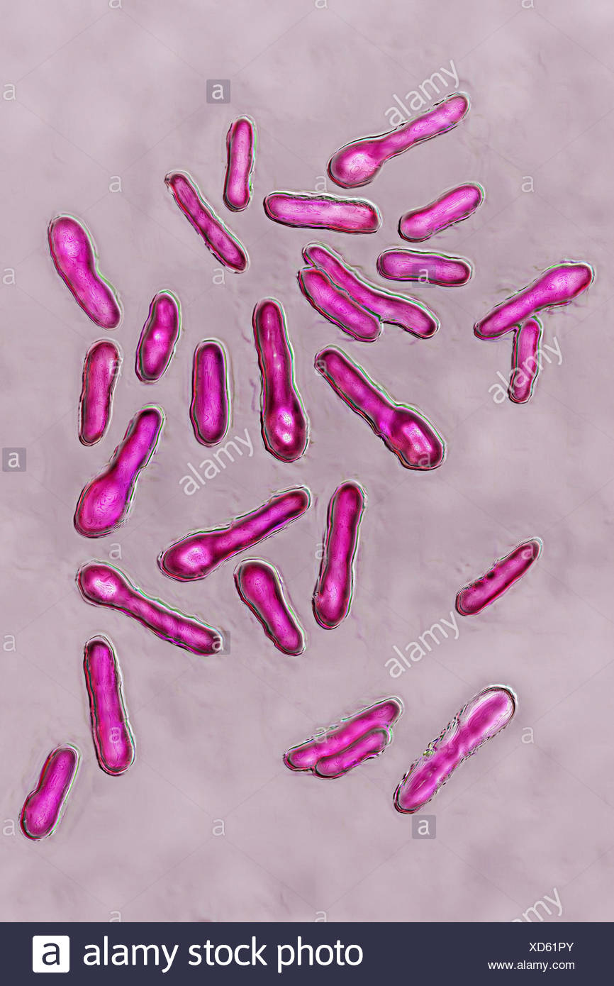 Фото clostridium botulinum