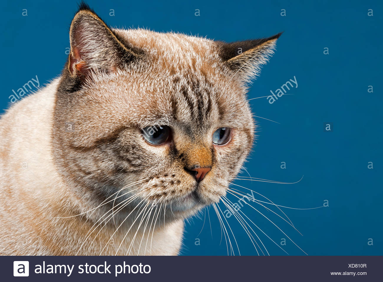 Britisch Kurzhaarkatze Im Alter Von 16 Monaten Seal Tabby