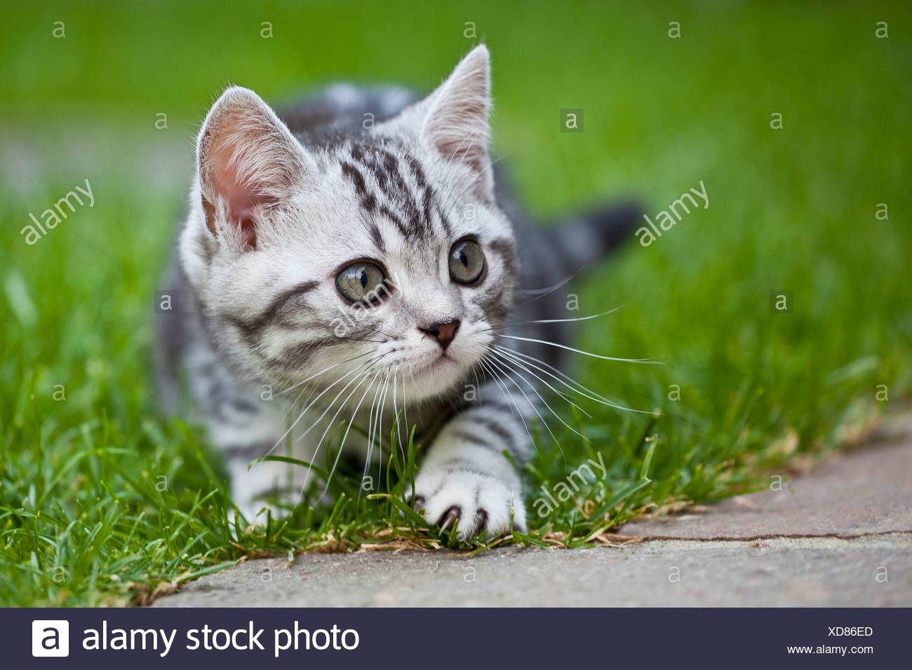 Kleine Silber Tabby Britisch Kurzhaar Kätzchen Im Garten