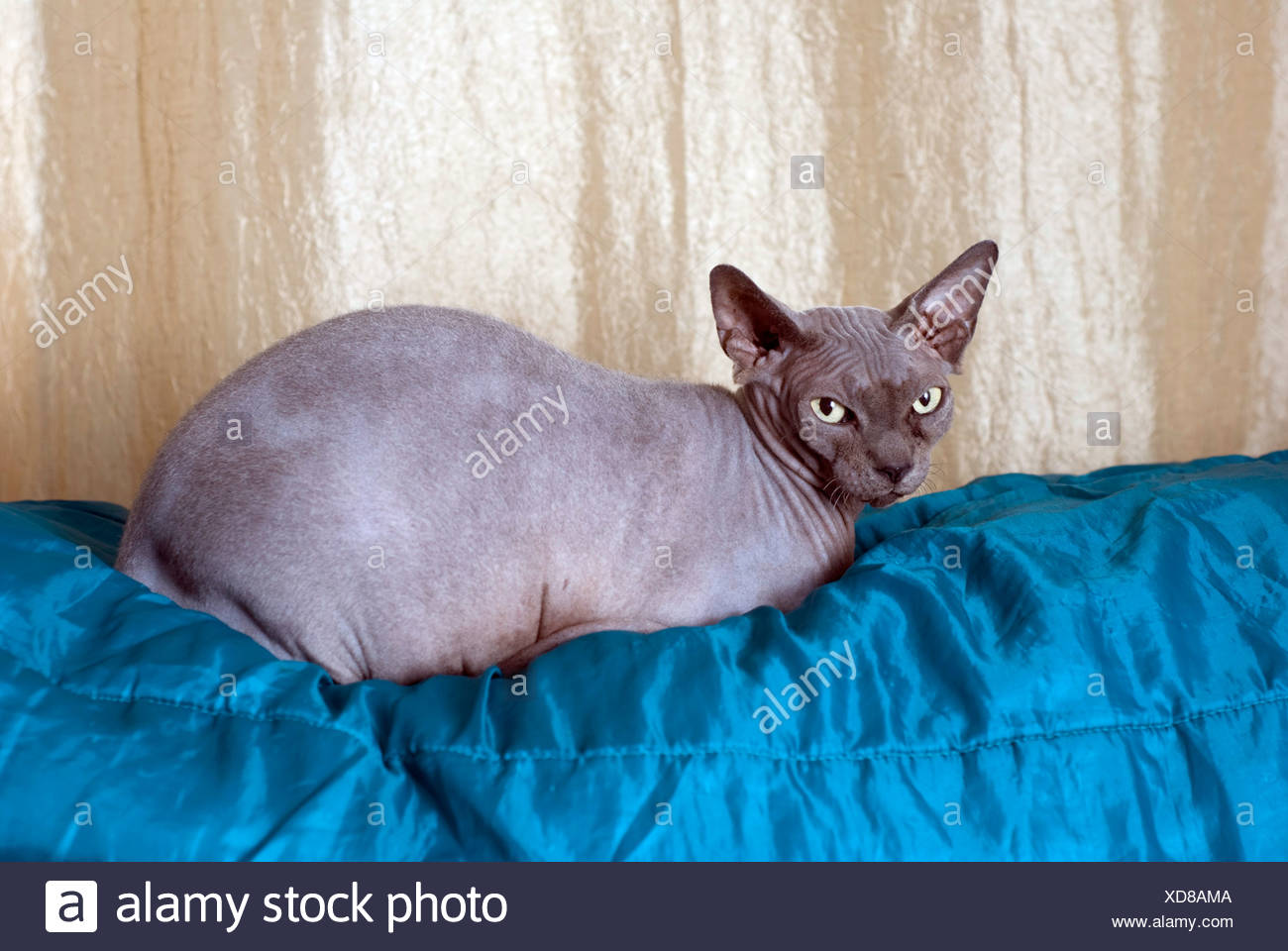 Seltene Katzenrasse Stockfotos Und Bilder Kaufen Alamy