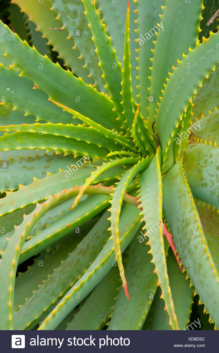 Kandelaber Aloe Aloe Arborescens San Diego Botanic Garden