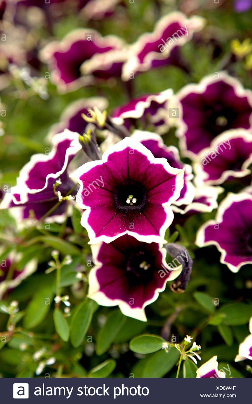 Petunien Pflanzen Blumenbeet Blumen Flora Stockfoto Bild
