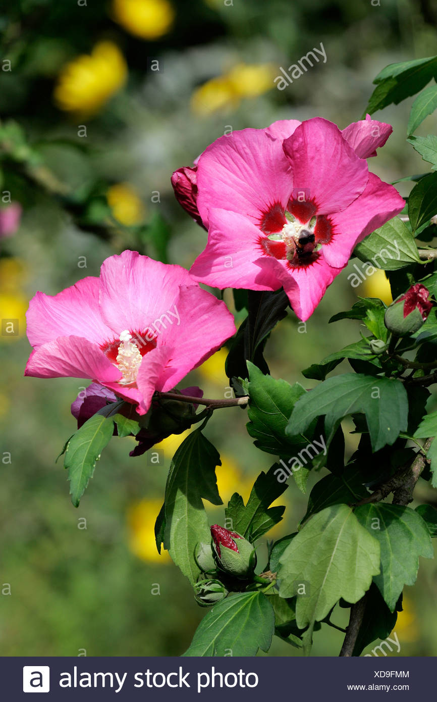 Bluhende Hibiskus Strauch Hibiscus Syriacus Stockfoto Bild