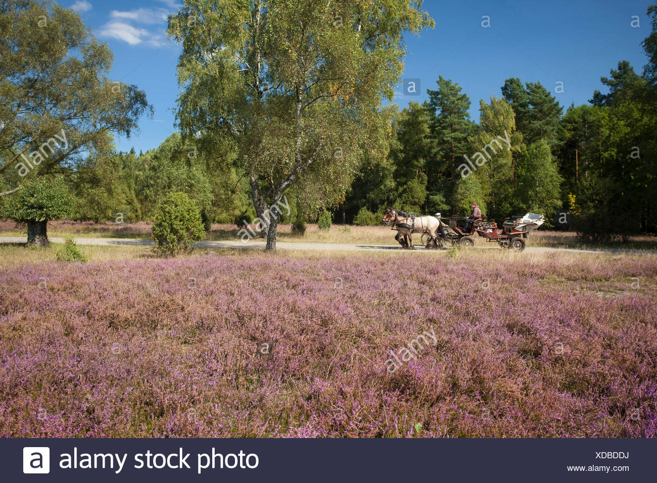 Blute Caluna Deutschland Europa Fauna Moor Heide Bluhen