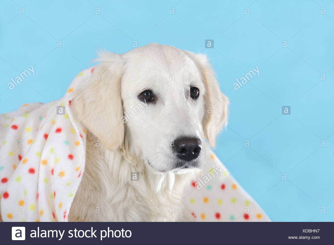 Gefleckte Decke Stockfotos Gefleckte Decke Bilder Alamy