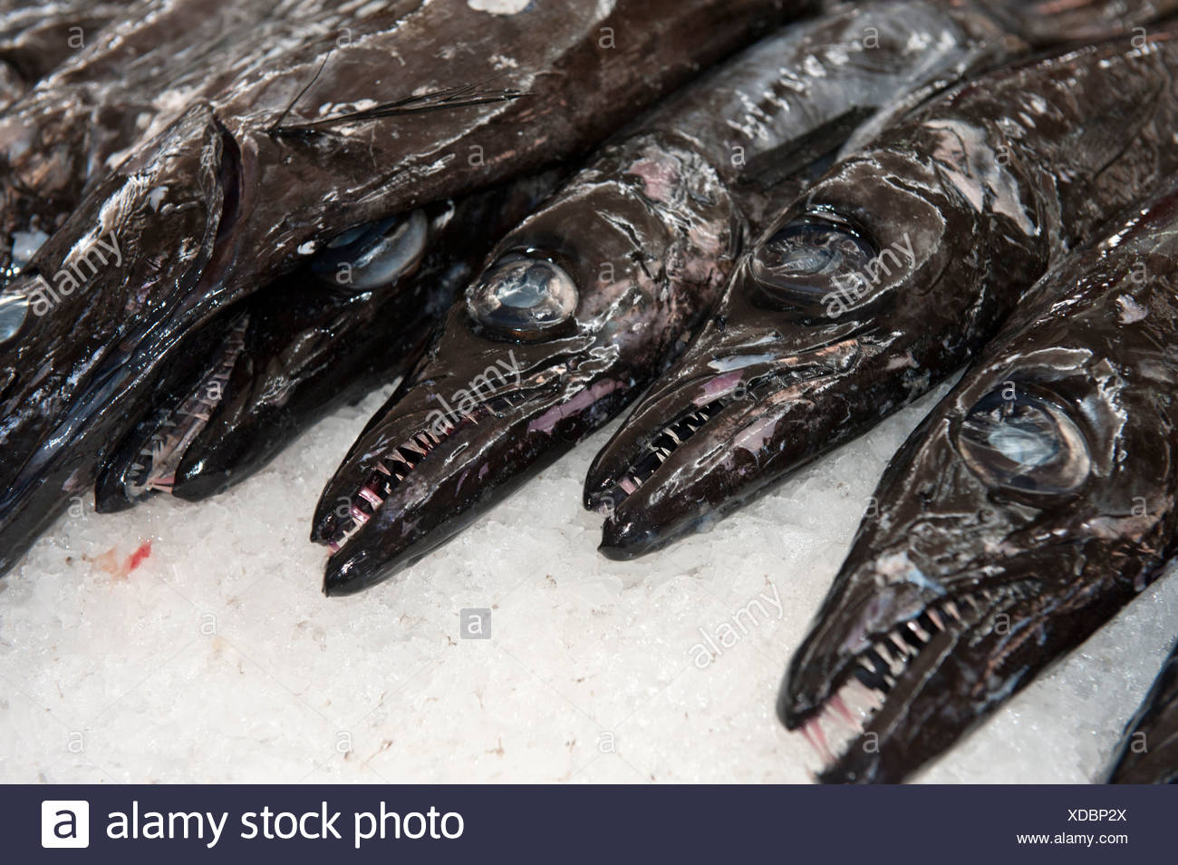 Schwarzer Degenfisch (Aphanopus Carbo) auf einem Fischmarkt in Funchal ...