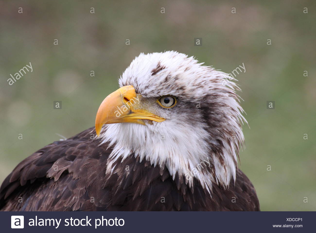 Profil Portrat Schnabel Adler Schnabel Profil Portrat Schnabel Adler Schnabel Stockfotografie Alamy