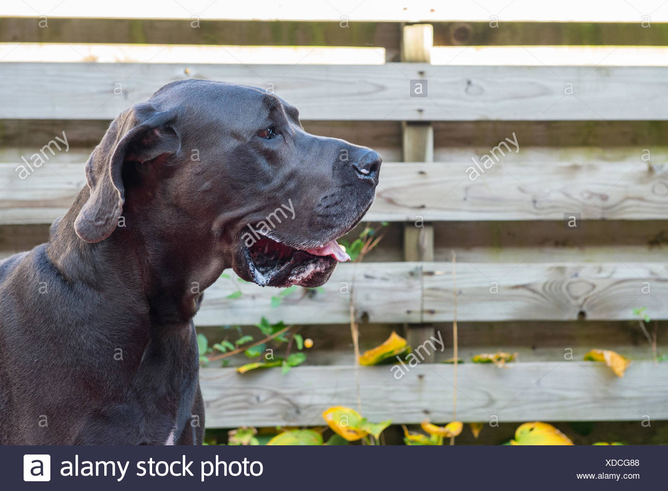 Dänischer Hund