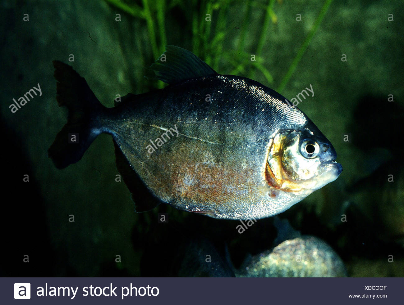 Piraya Pygocentrus Piraya Stockfotos und bilder Kaufen Alamy