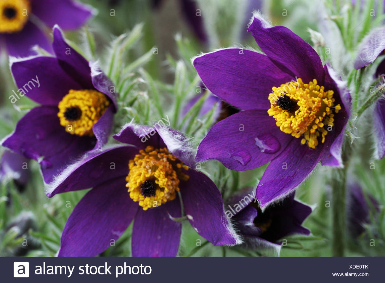 Garten Blume Pflanze Grun Behaarte Violett Homoopathie Garten