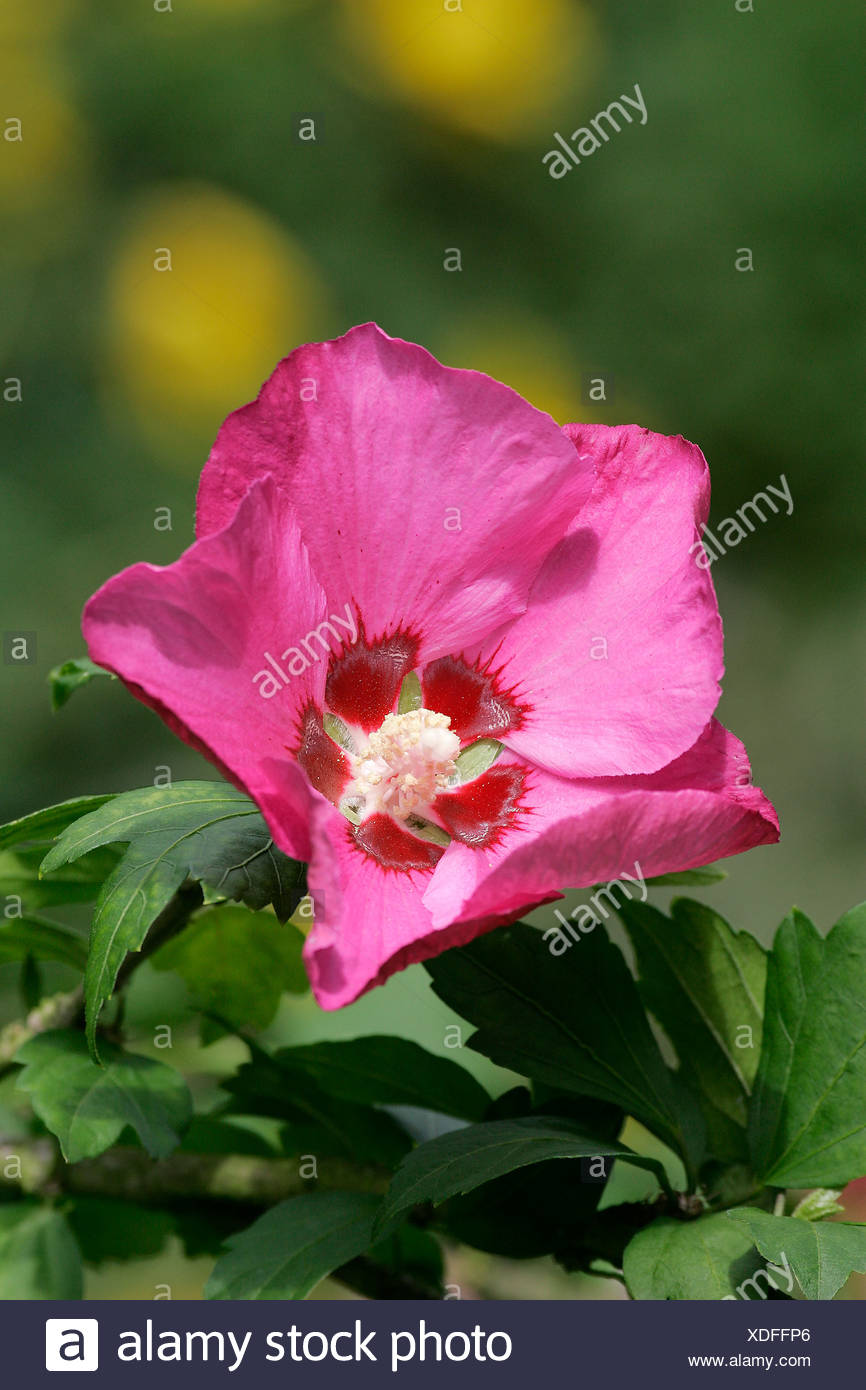 Bluhende Hibiskus Strauch Hibiscus Syriacus Stockfoto Bild