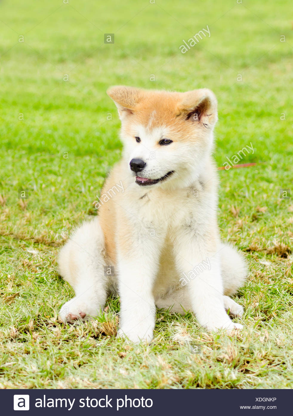 Eine Schone Weisse Und Rote Akita Inu Welpen Junghund Auf Dem Rasen Sitzen Japanischen Akita Hunde Sind Charakteristisch Fur Ihre Orientalischen Look Und Mutig Stockfotografie Alamy