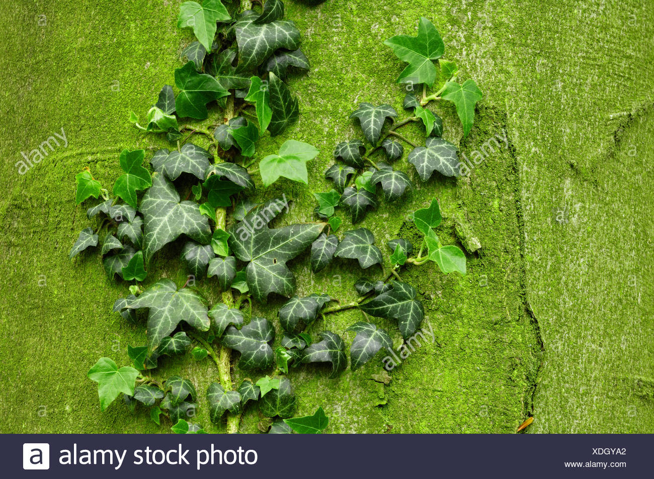 Ivy Stockfoto