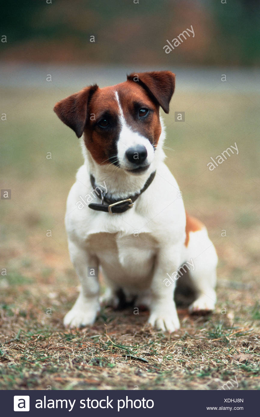 Jack Russell Terrier im park Stockfotografie Alamy Jack Russel Terrier Stockfotografie Alamy