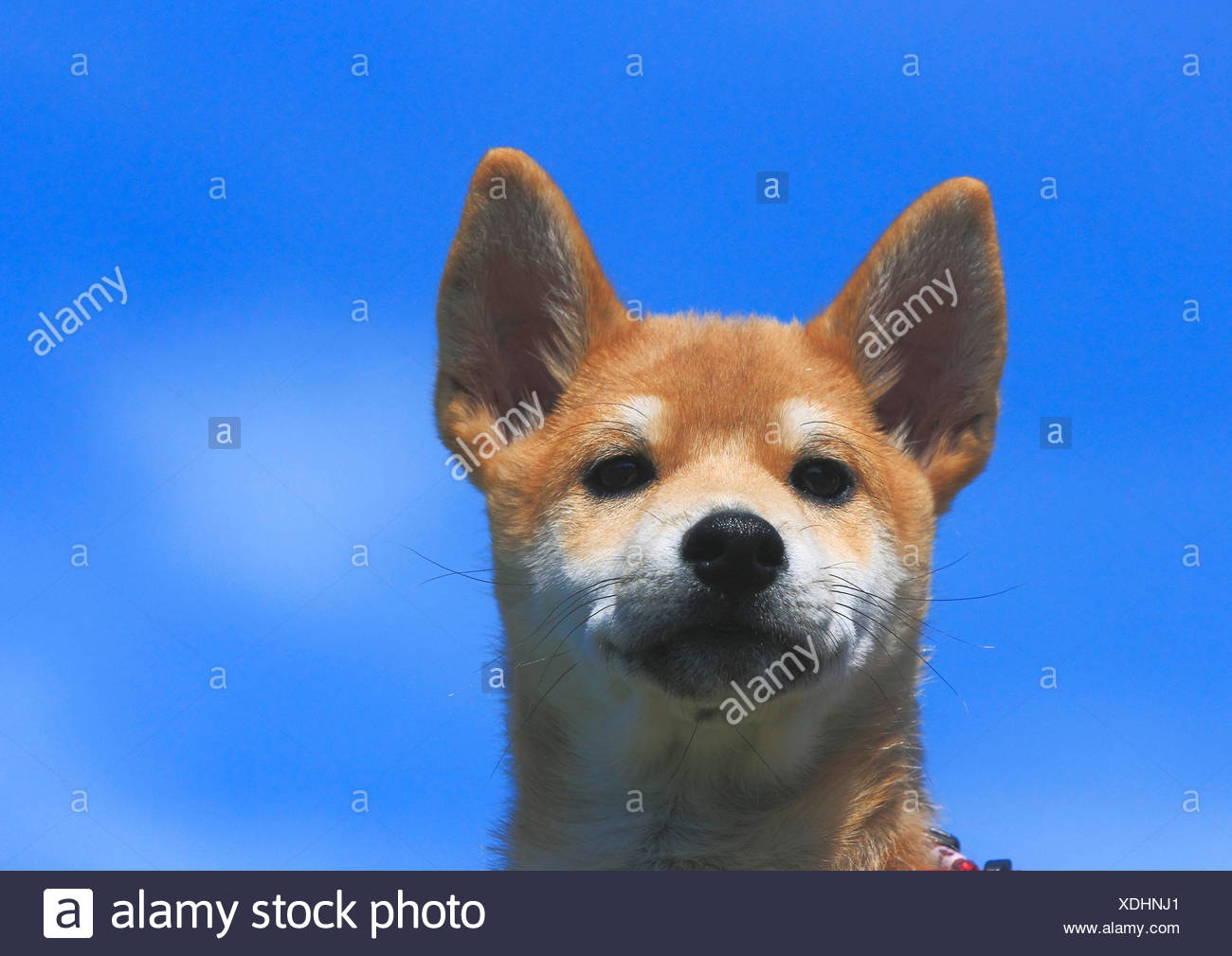 Shiba Inu Deutschland Shiba Inu Deutschland