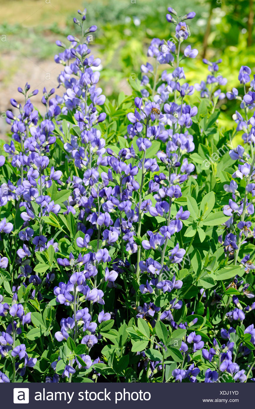 Indigo Pflanze Stockfotos und bilder Kaufen Alamy