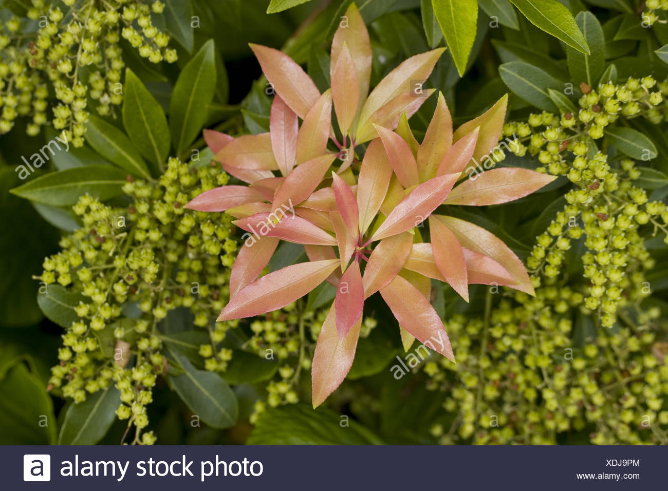 Ericaceen Pieris Japonica Wald Flamme Pflanze Pflanzen Blatt Blatter Garten Zier Enge Hautnah Strauch Straucher Hampshire England Stockfotografie Alamy