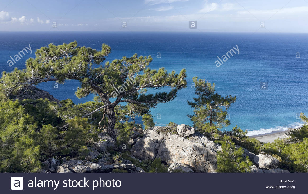 Baum Blau Kiefer Griechenland Europa Kalabrische Kiefern Pinien Nadelbaum Kreta Kuste Kustenlandschaft Landschaft Landschaft Meer Mediterr Stockfotografie Alamy