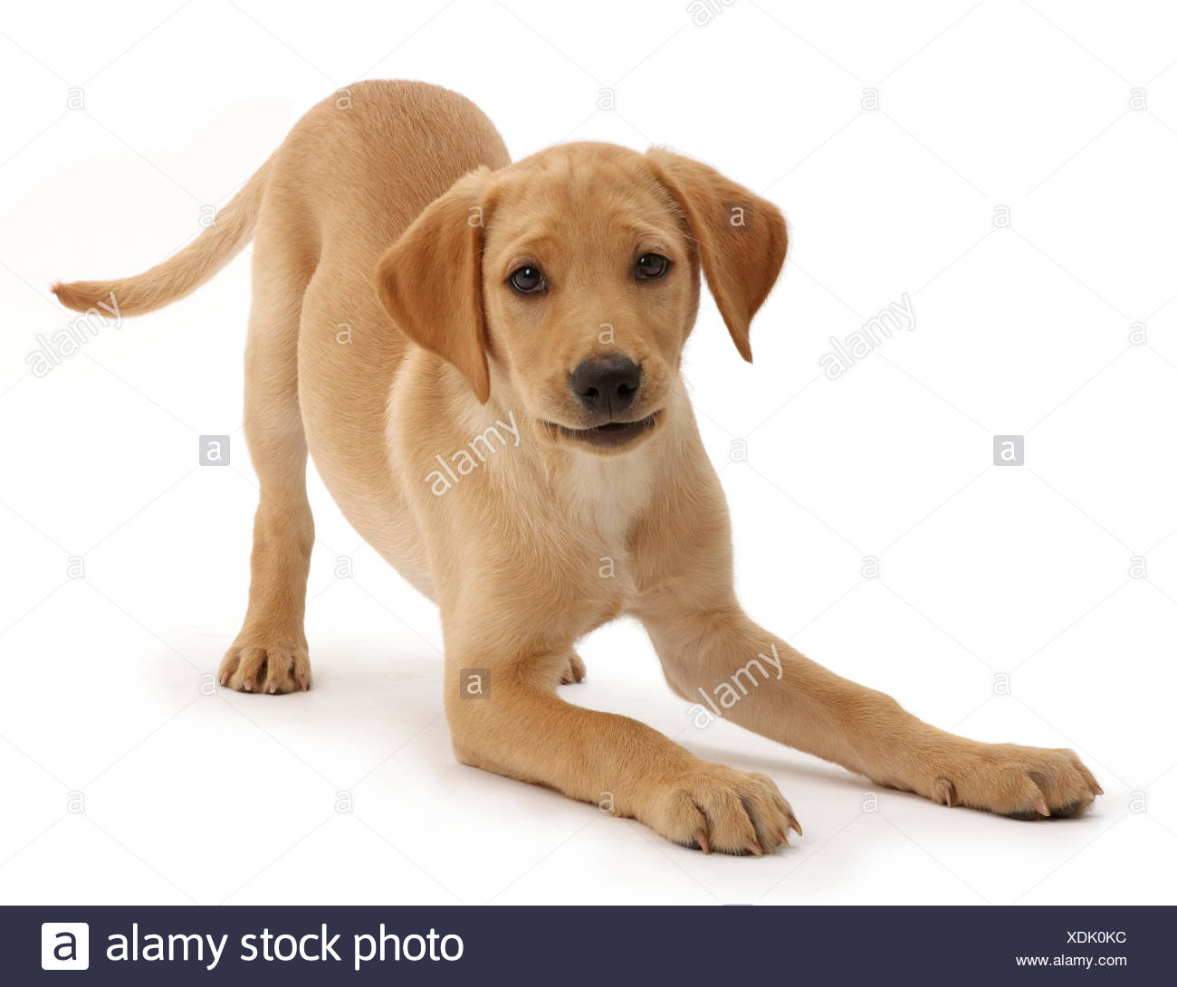 Gelbe Labrador Welpe Alter 11 Wochen Im Spiel Bug Stockfotografie Alamy