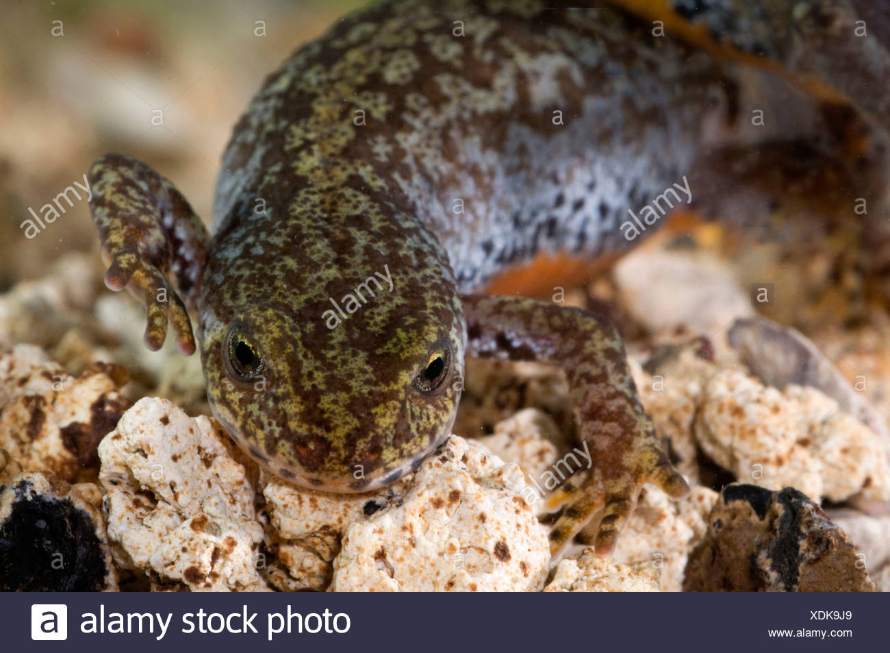 Alpine Newt Stockfotos und -bilder Kaufen - Alamy