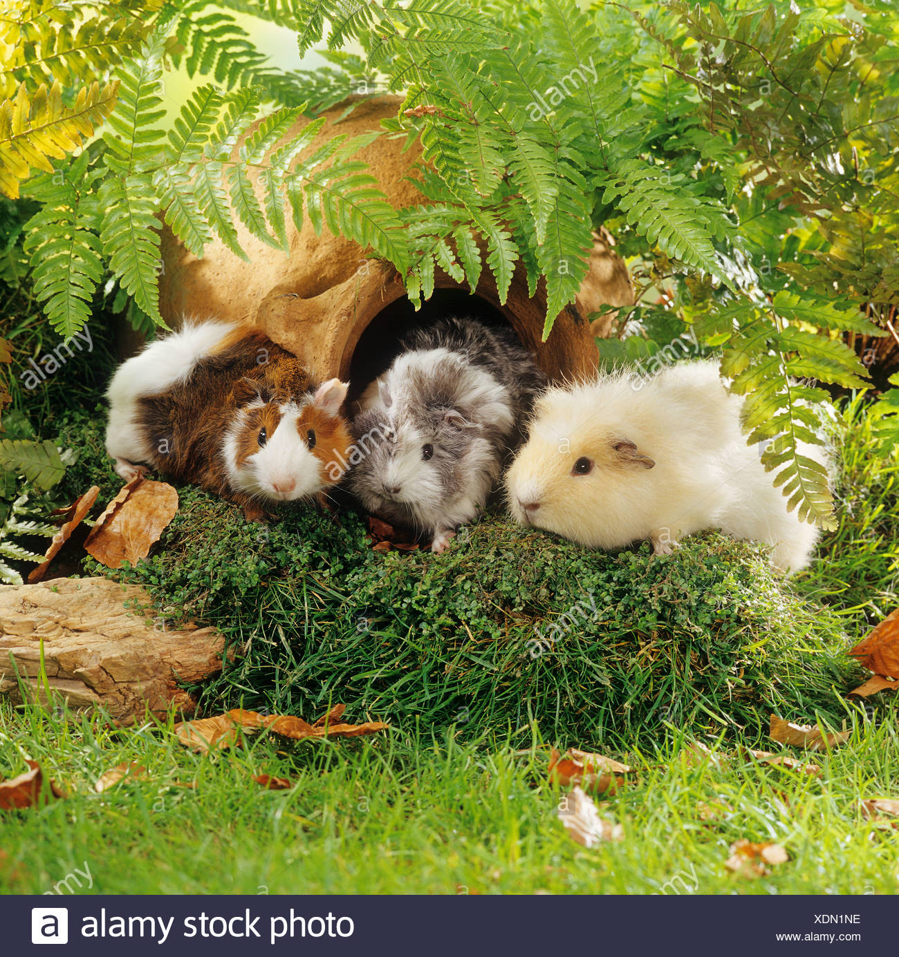 Drei Junge Meerschweinchen Im Garten Mit Amphora Stockfoto Bild