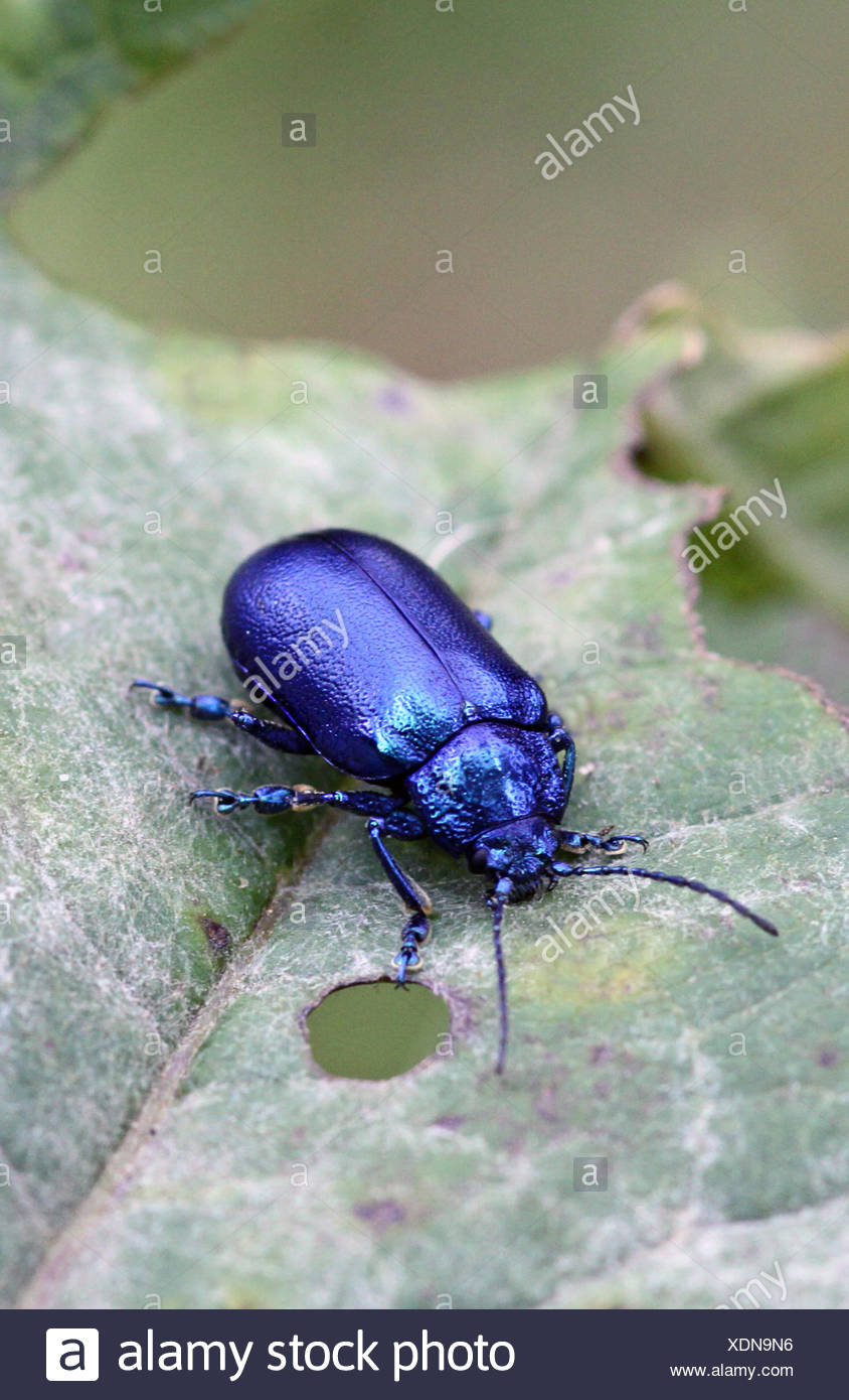 Blauer Käfer Stockfotografie - Alamy