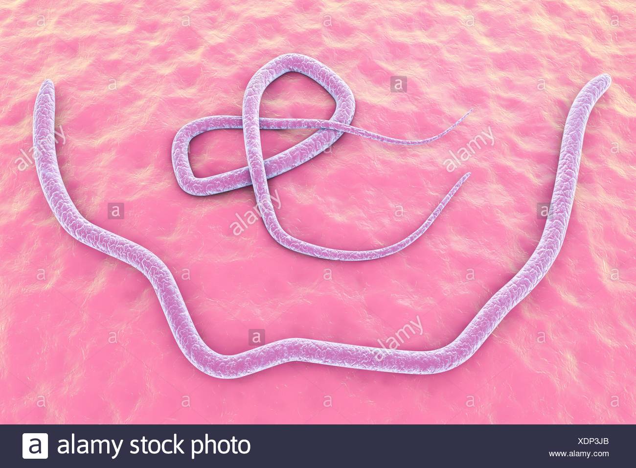 Parasitare Nematoden Wurm Ascaris Lumbricoides Computer Illustration A Lumbricoides Ist Ein Parasit Des Menschlichen Darms Weiblichen Spulwurmer Konnen Legen Bis Zu 200 000 Eiern Pro Tag Die Im Kot Ausgeschieden Und Durch Einen Neuen