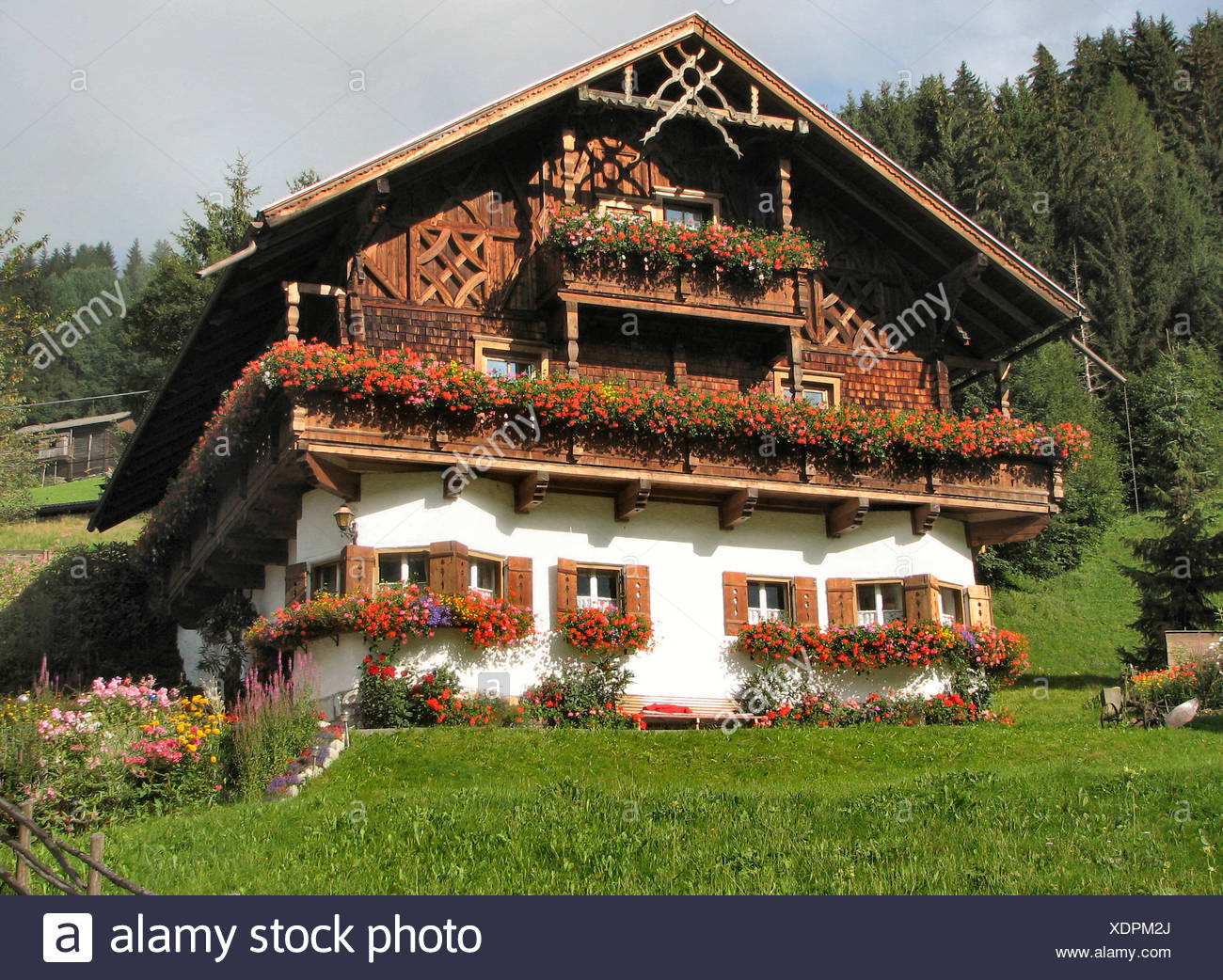 Download Blume sucht baum Free