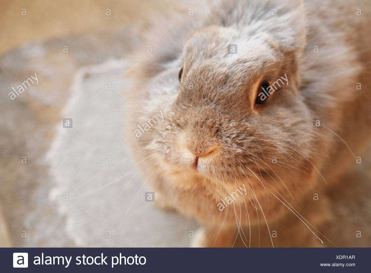 Tiere Haustier Kaninchen Hase Bunny Haschen Gemutliche Hausliche