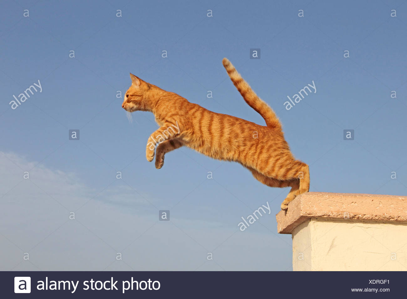 Katze Springt Mich An Und Läuft Weg Katze Springt Stockfotos und -bilder Kaufen - Alamy