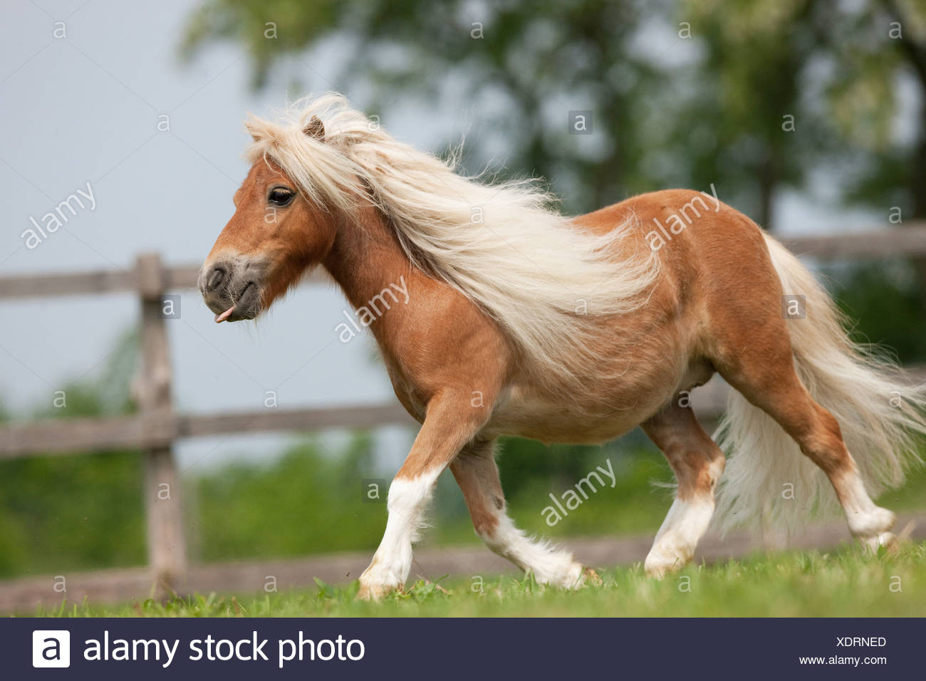 Falabella Miniatur Pferd Trab Wiese Stockfotografie Alamy