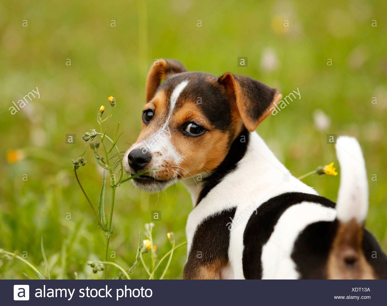 Deutschland, Baden Württemberg, Jack Russel Terrier Welpe Jack Russel Welpen in Baden Württemberg Pforzheim | Jack