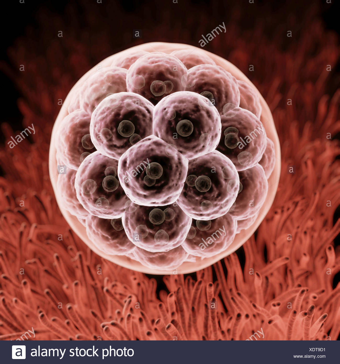 Morula Embryo Stockfotos und bilder Kaufen Alamy