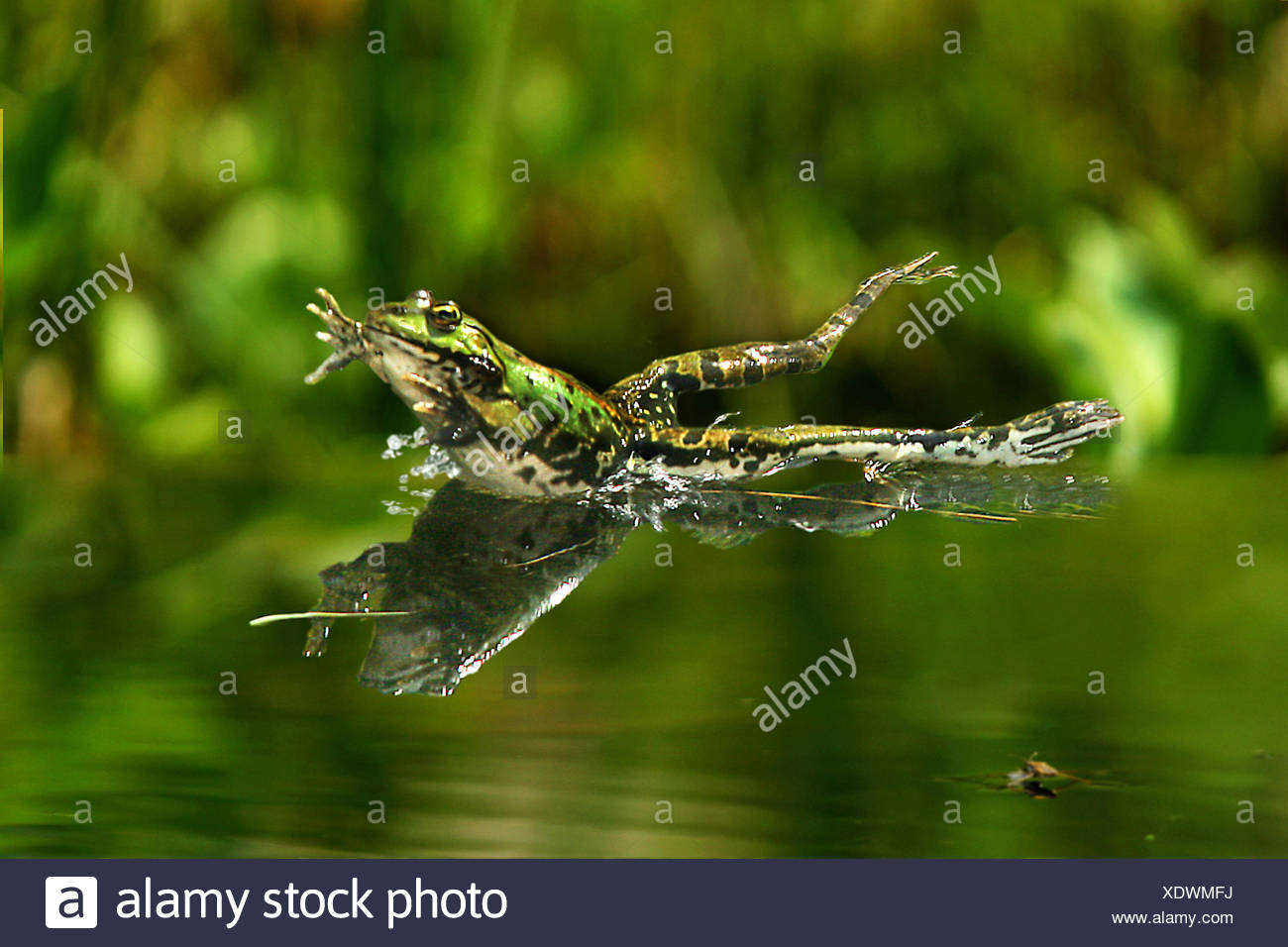 Green Frog Jumping Stockfotos und bilder Kaufen Alamy